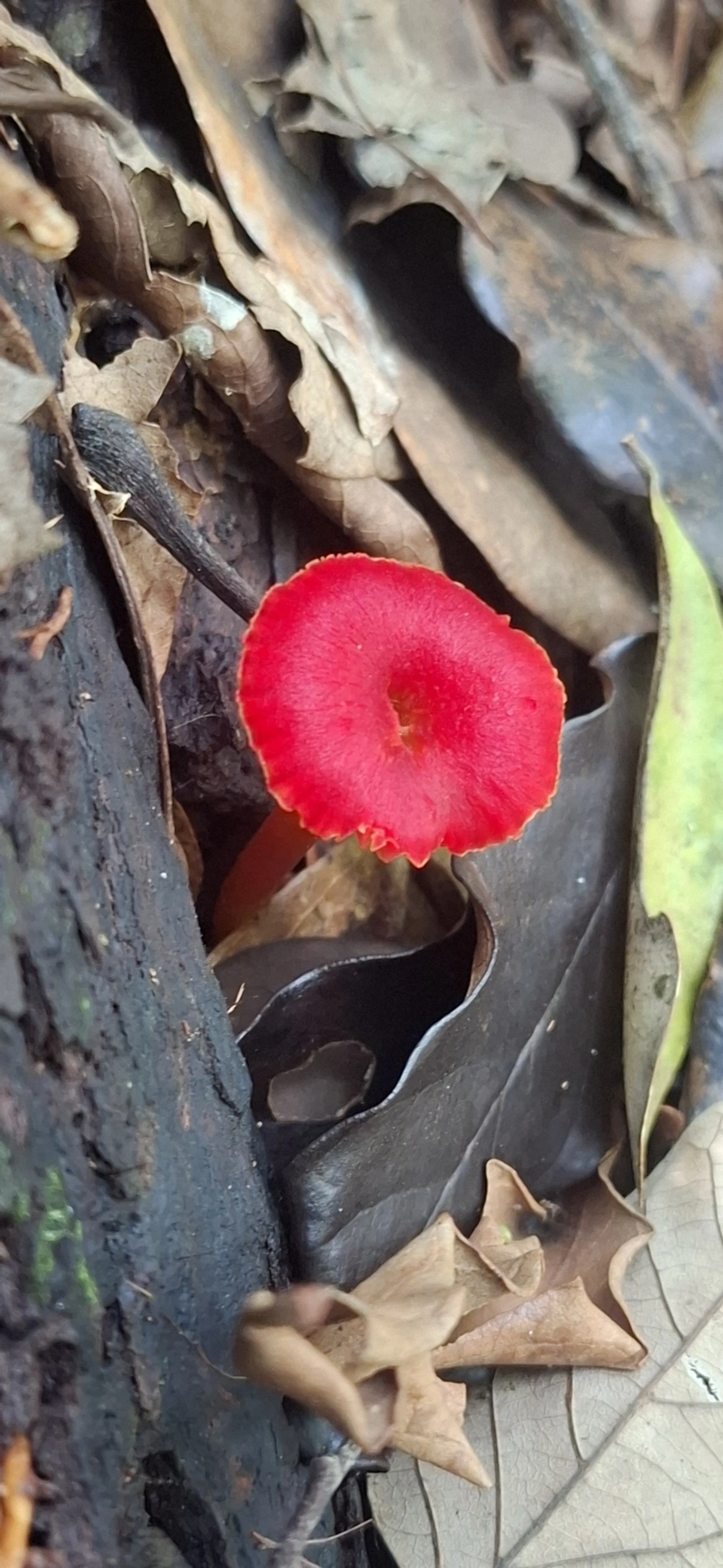 Hygrocybe miniata, fungos, fotografado em Enxovas, Ilhabela