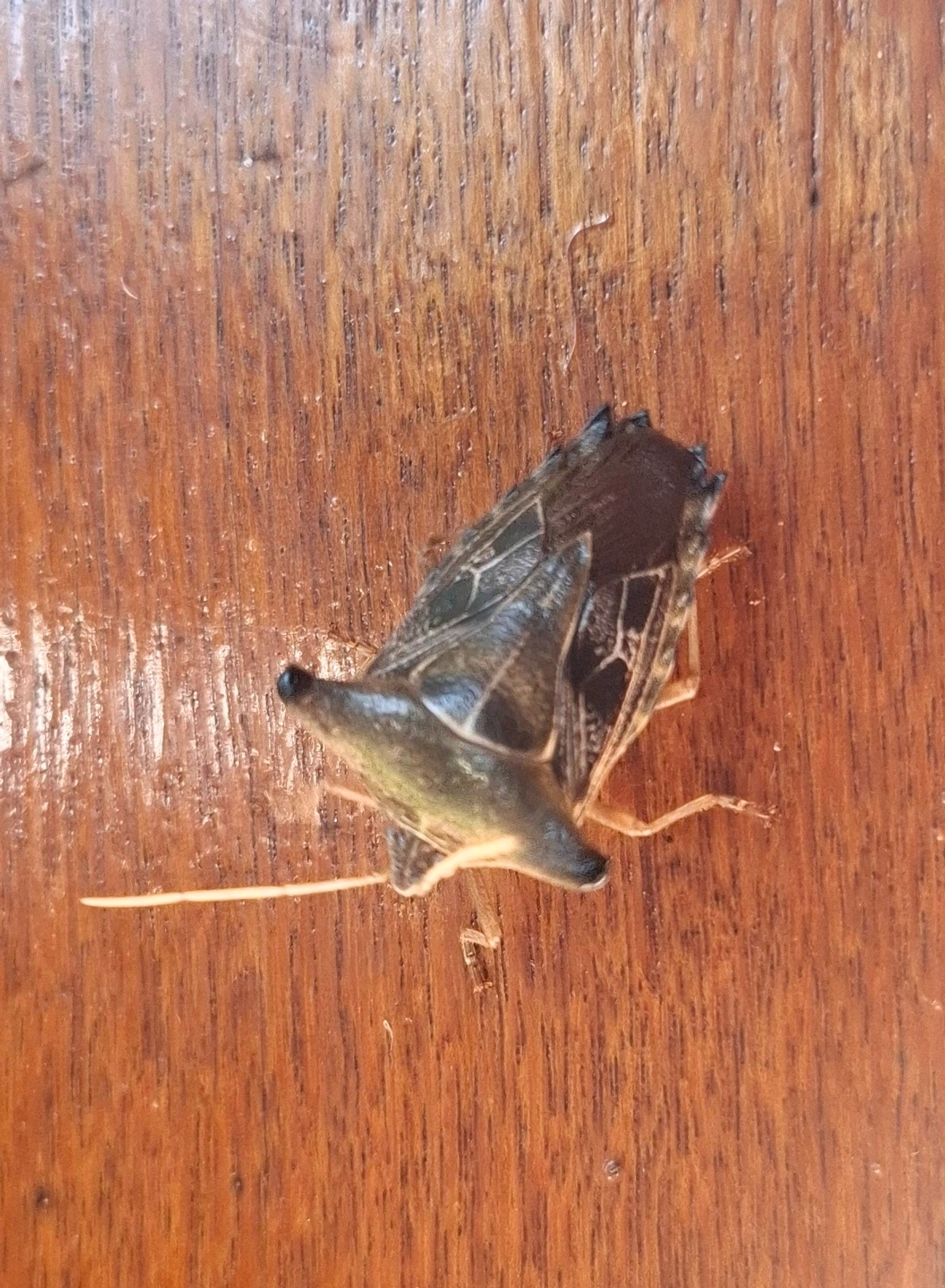 Percevejo-maria-fedida (Edessa leucogramma), insetos, fotografado em Toque-Toque Pequeno, São Sebastião
