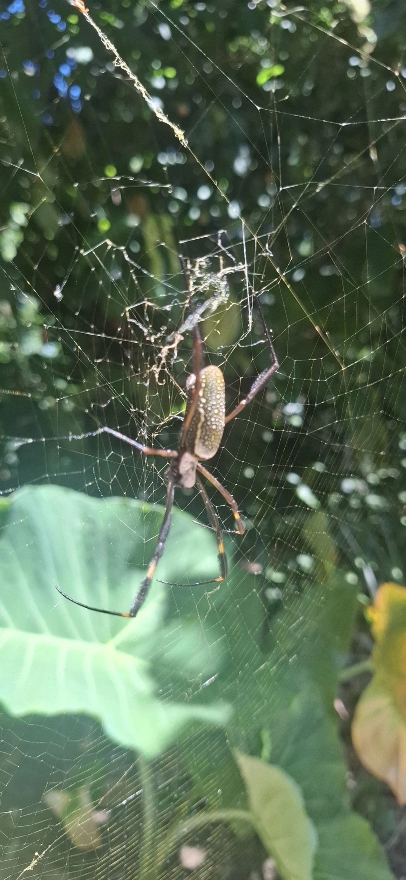 Aranha-de-teia-dourada (Trichonephila clavipes), aracnídeos, fotografado em Paúba, São Sebastião