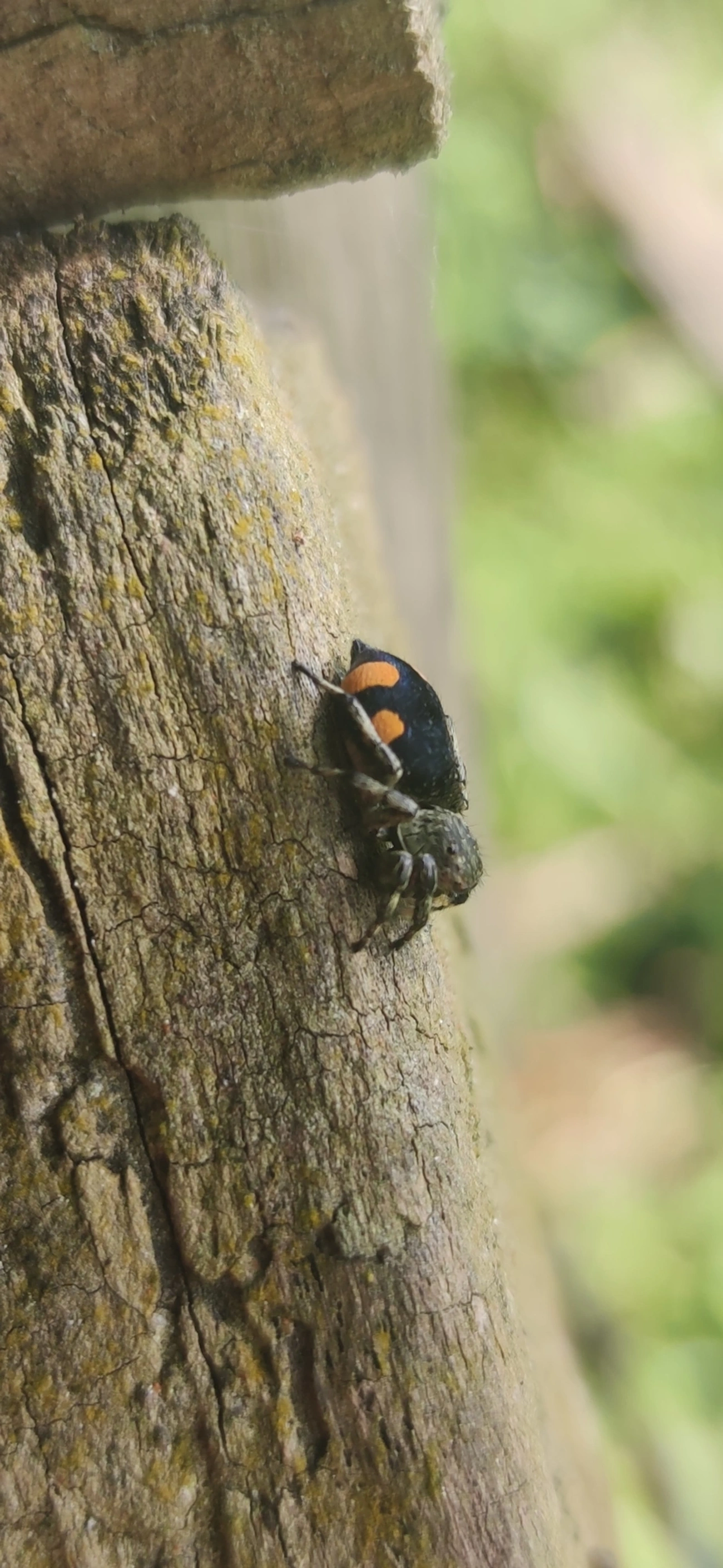 Phiale gratiosa, aracnídeos, fotografado em Camburí, São Sebastião