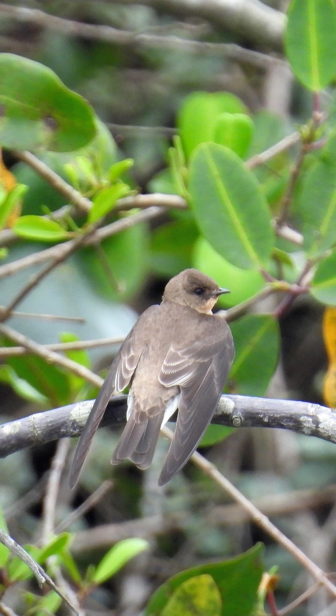 Andorinha-serradora (Stelgidopteryx ruficollis), aves, fotografado em Perequê, Ilhabela