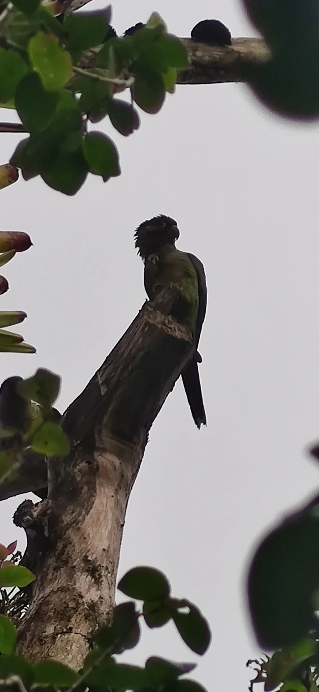 Tiriba-de-testa-vermelha (Pyrrhura frontalis), aves, fotografado em Maresias, São Sebastião
