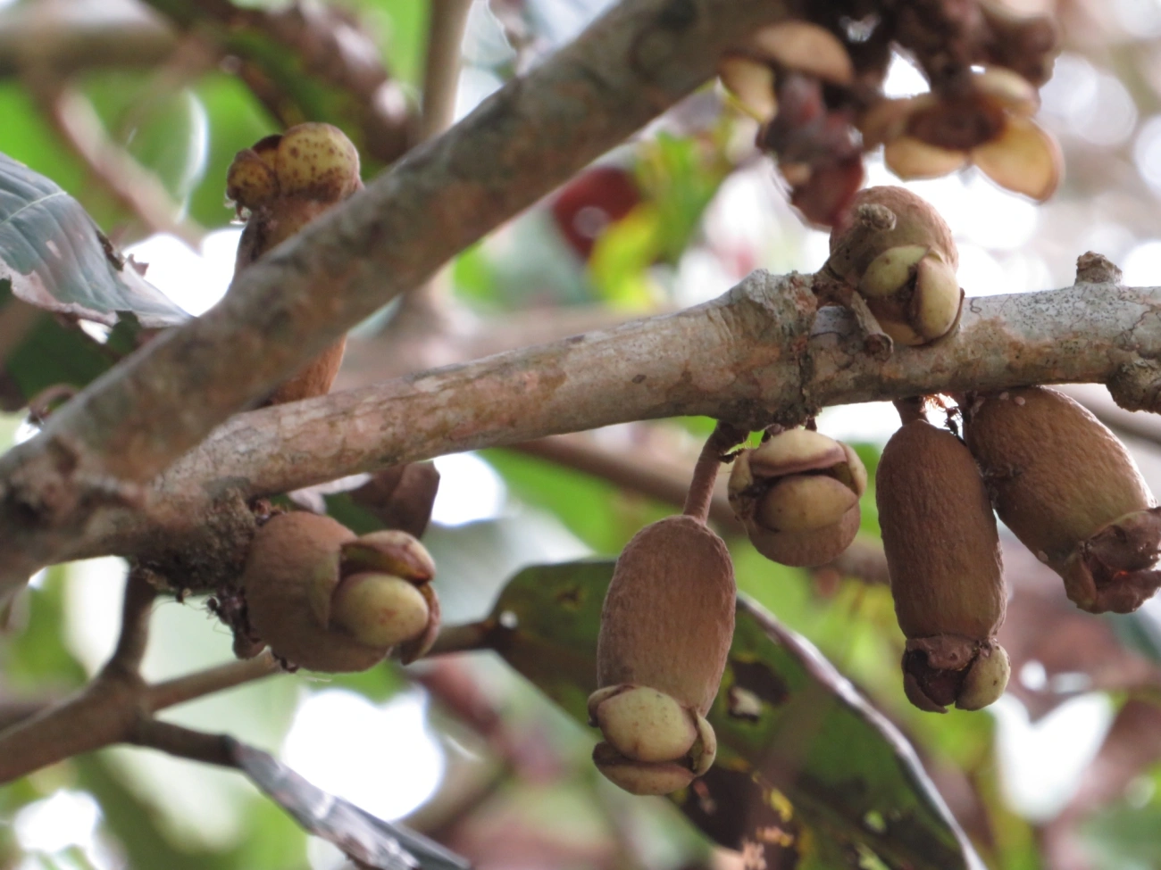 Pitangas (Eugenia), plantas, fotografado em Maresias, São Sebastião