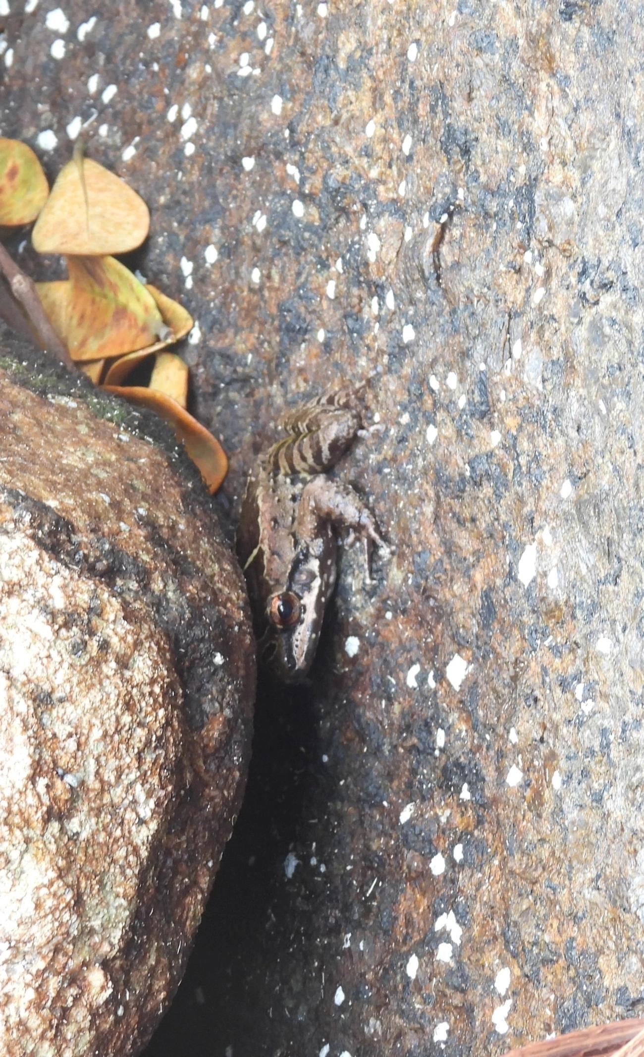 Rã-de-pedra (Thoropa taophora), anfíbios, fotografado em Domingas Dias, Ubatuba