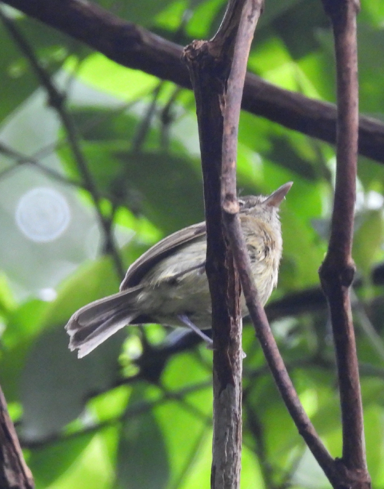 Bico-chato-de-orelha-preta (Tolmomyias sulphurescens), aves, fotografado em Maresias, São Sebastião