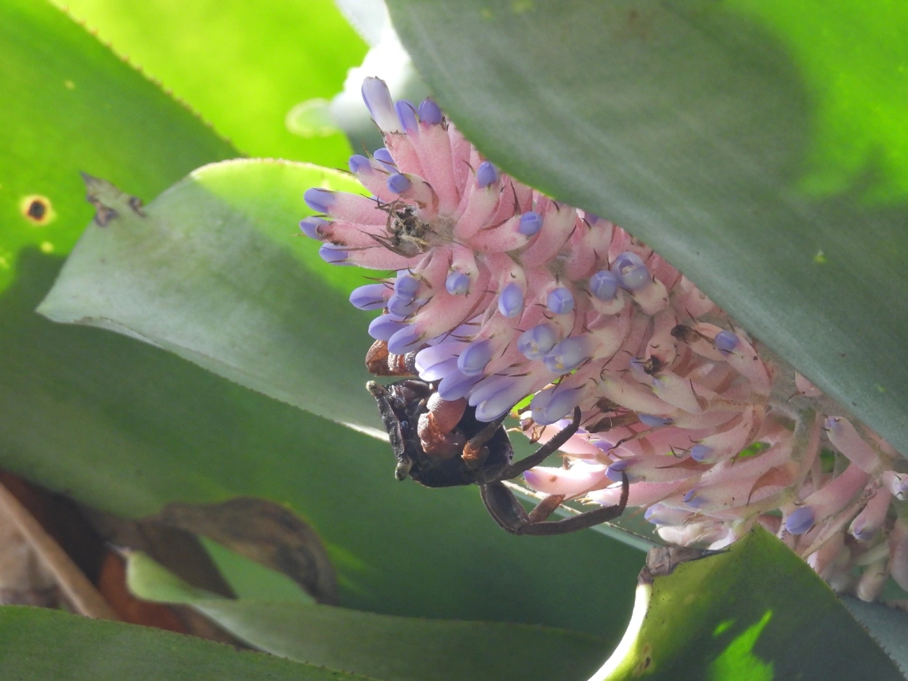 Caranguejo-de-bromélia (Armases angustipes), crustáceos, fotografado em Maresias, São Sebastião