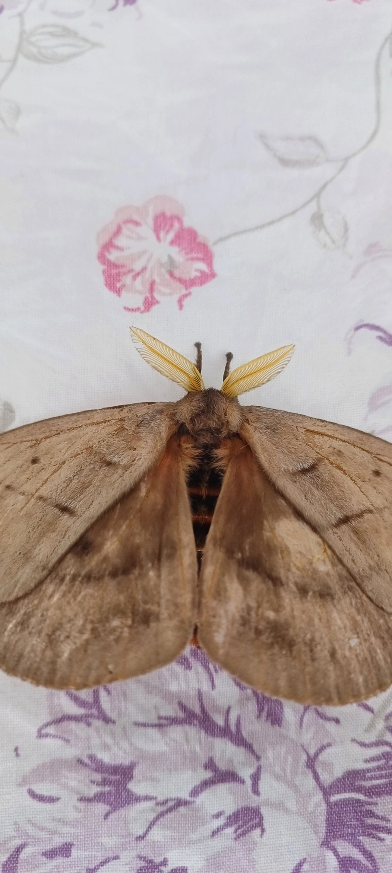 Periphoba, insetos, fotografado em Maresias, São Sebastião