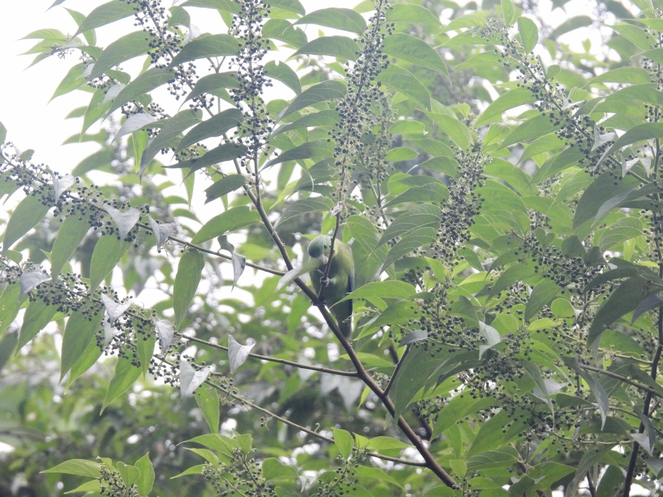 Periquiteira (Trema micranthum), plantas, fotografado em Bonete, Ilhabela