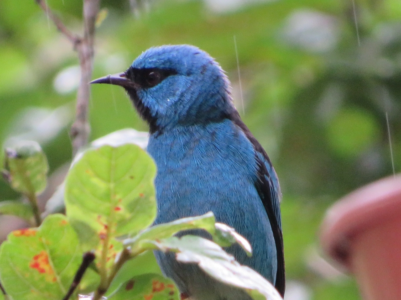 Saí-azul (Dacnis cayana), aves, fotografado em Maresias, São Sebastião