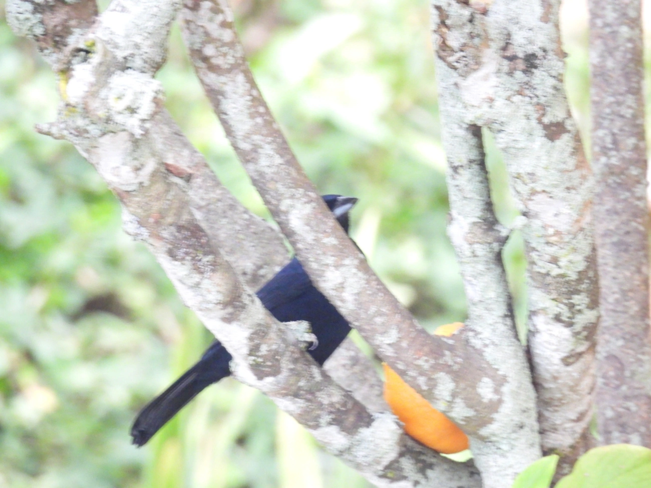 Tiê-preto (Tachyphonus coronatus), aves, fotografado em Perequê, Ilhabela