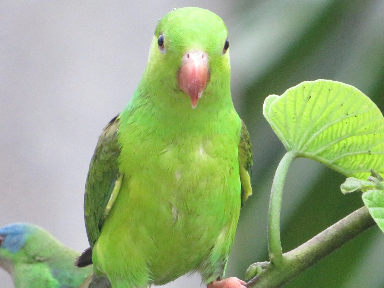 Periquito-rico (Brotogeris tirica), aves, fotografado em Maresias, São Sebastião