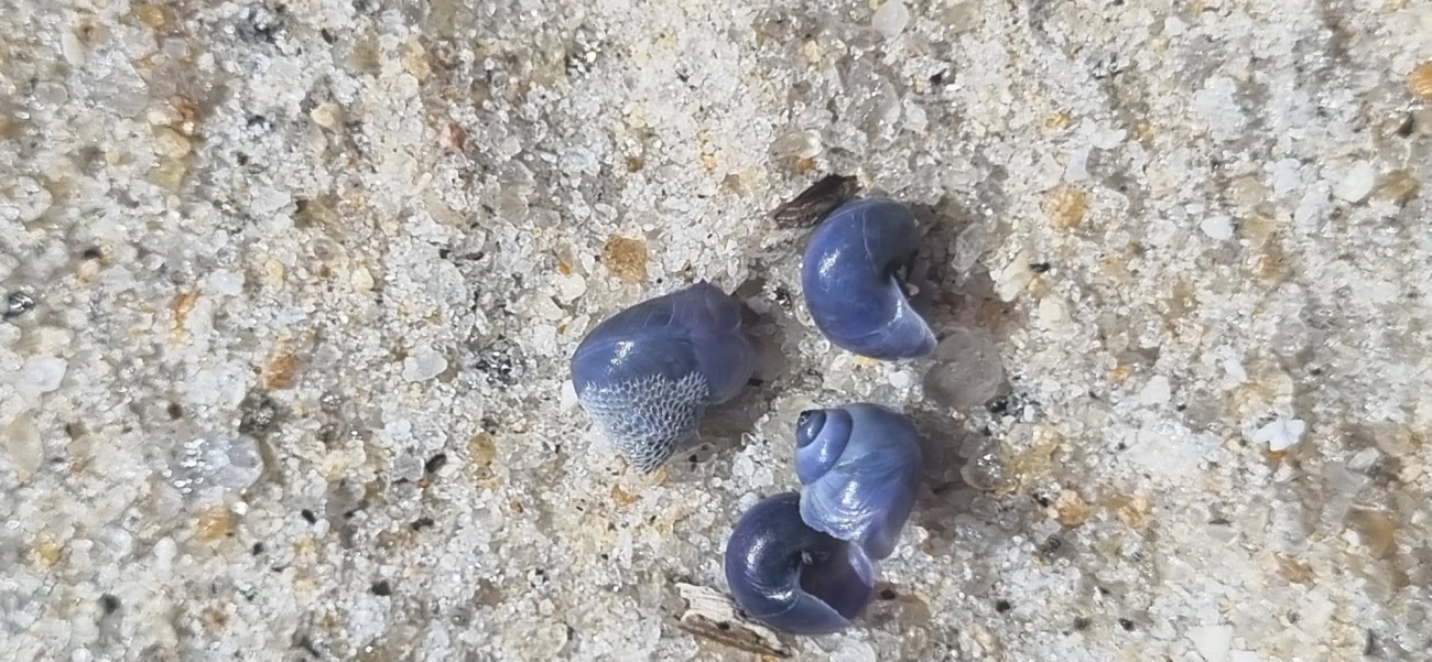 Caramujo-surfista-alongado (Janthina umbilicata), moluscos, fotografado em São Sebastião