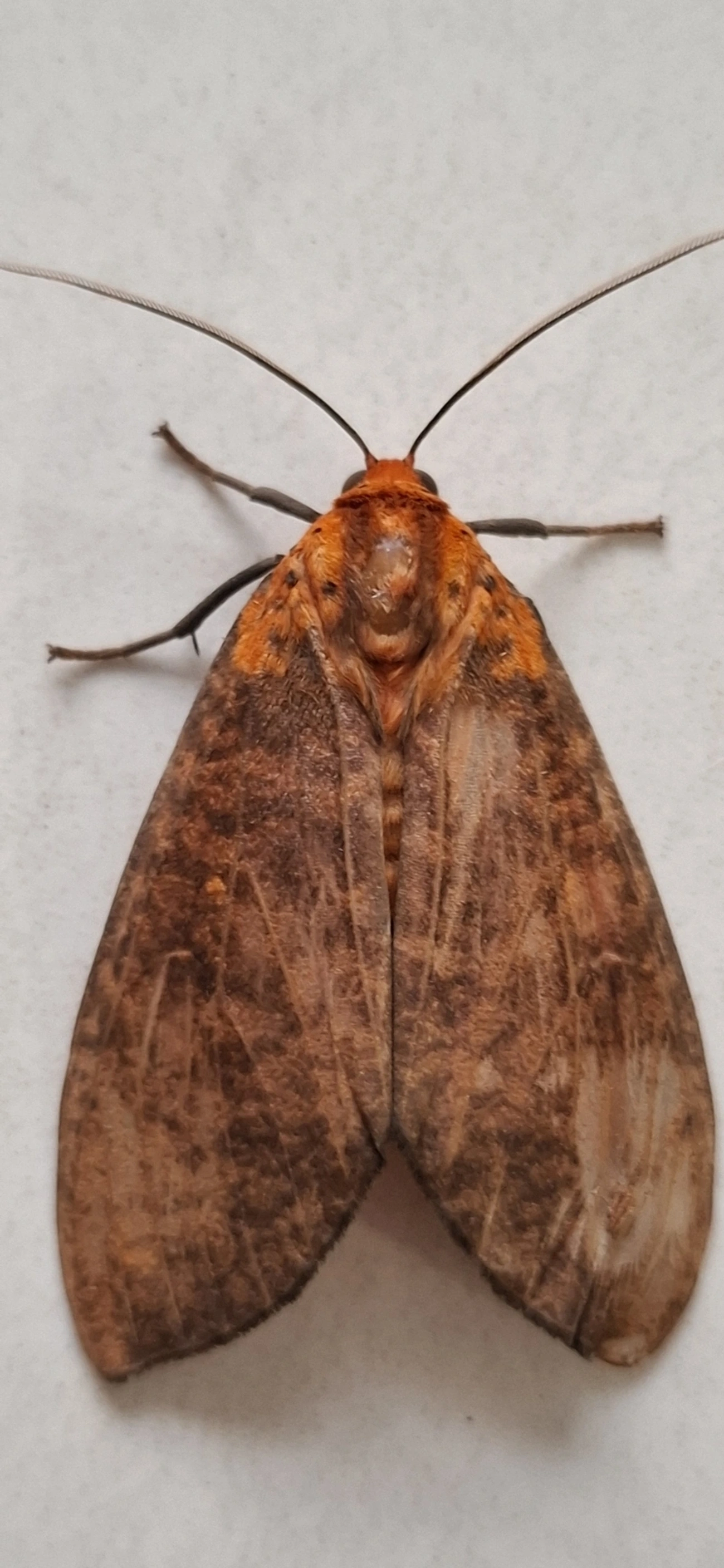 Mariposa-tigre (Ammalo helops), insetos, fotografado em Maresias, São Sebastião