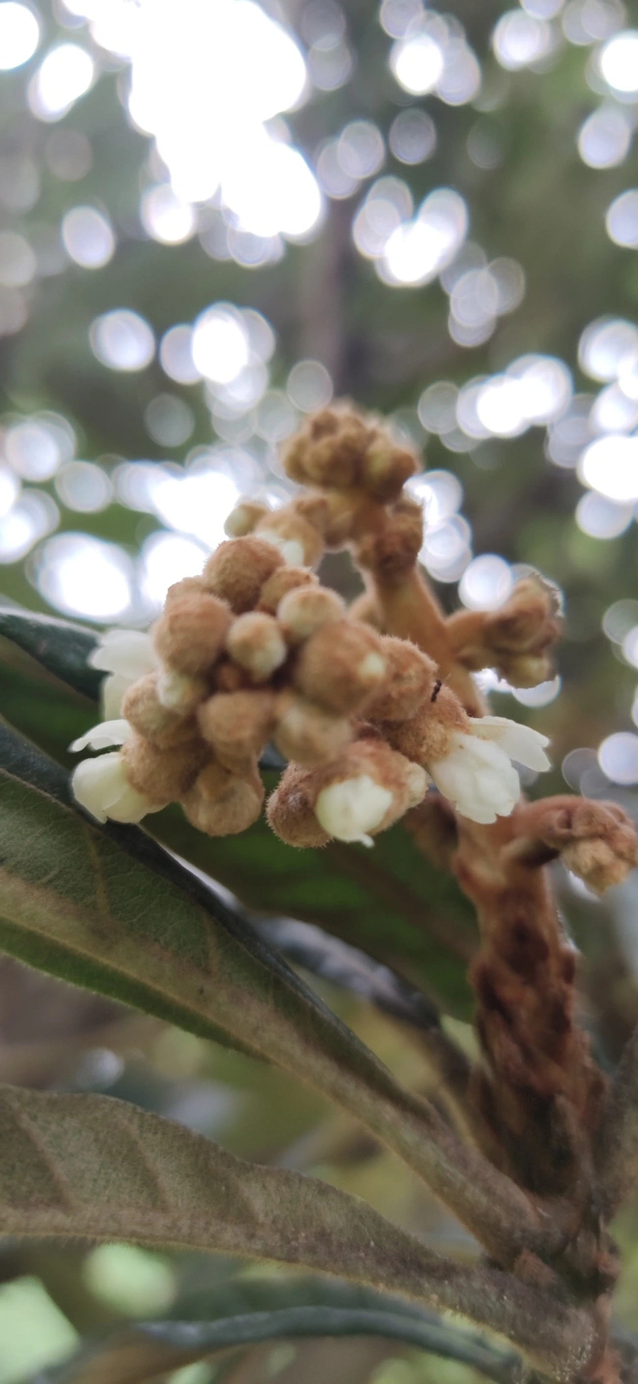 Nêspera (Eriobotrya japonica), plantas, fotografado em Vila Antonina, São Paulo