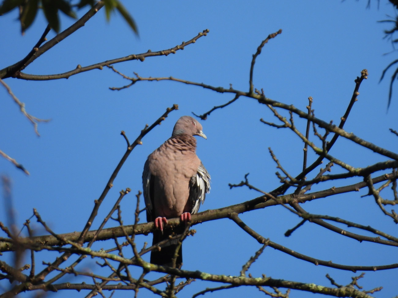 Asa-branca (Patagioenas picazuro), aves, fotografado em Resende