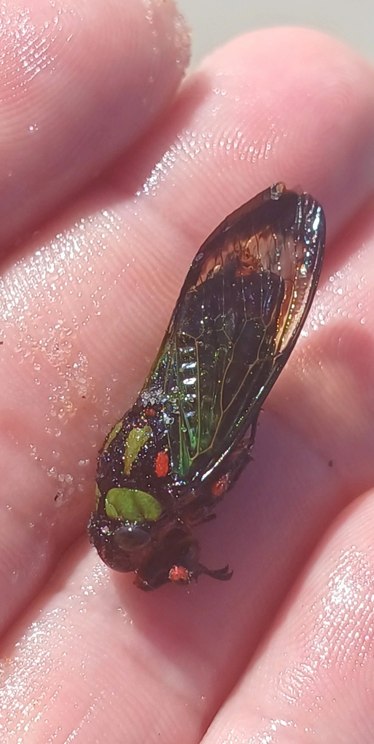 Cigarra-Formosa (Carineta diardi), insetos, fotografado em Maresias, São Sebastião