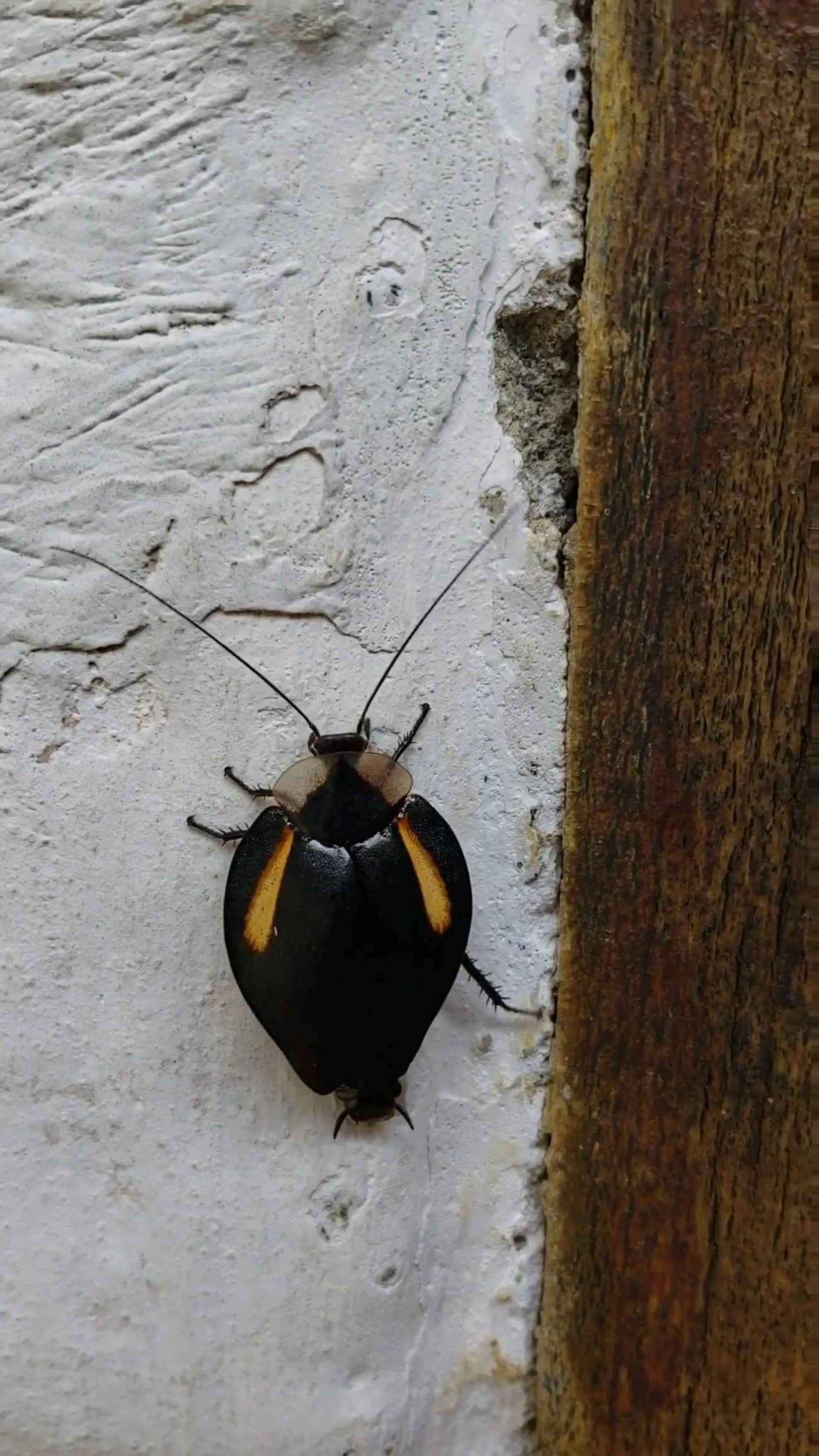 Phoraspis, insetos, fotografado em São Francisco Xavier