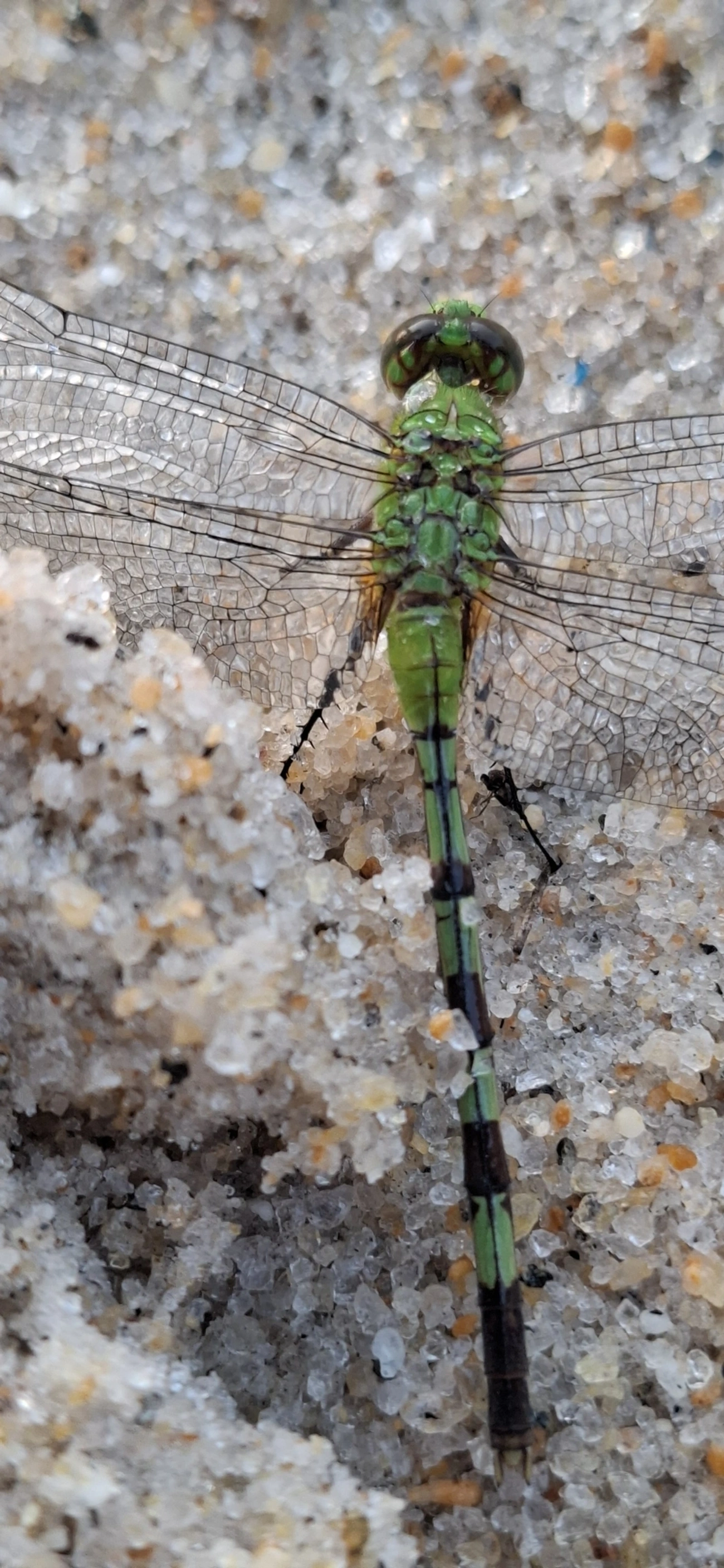 Libélula-verde (Erythemis vesiculosa), insetos, fotografado em São Sebastião
