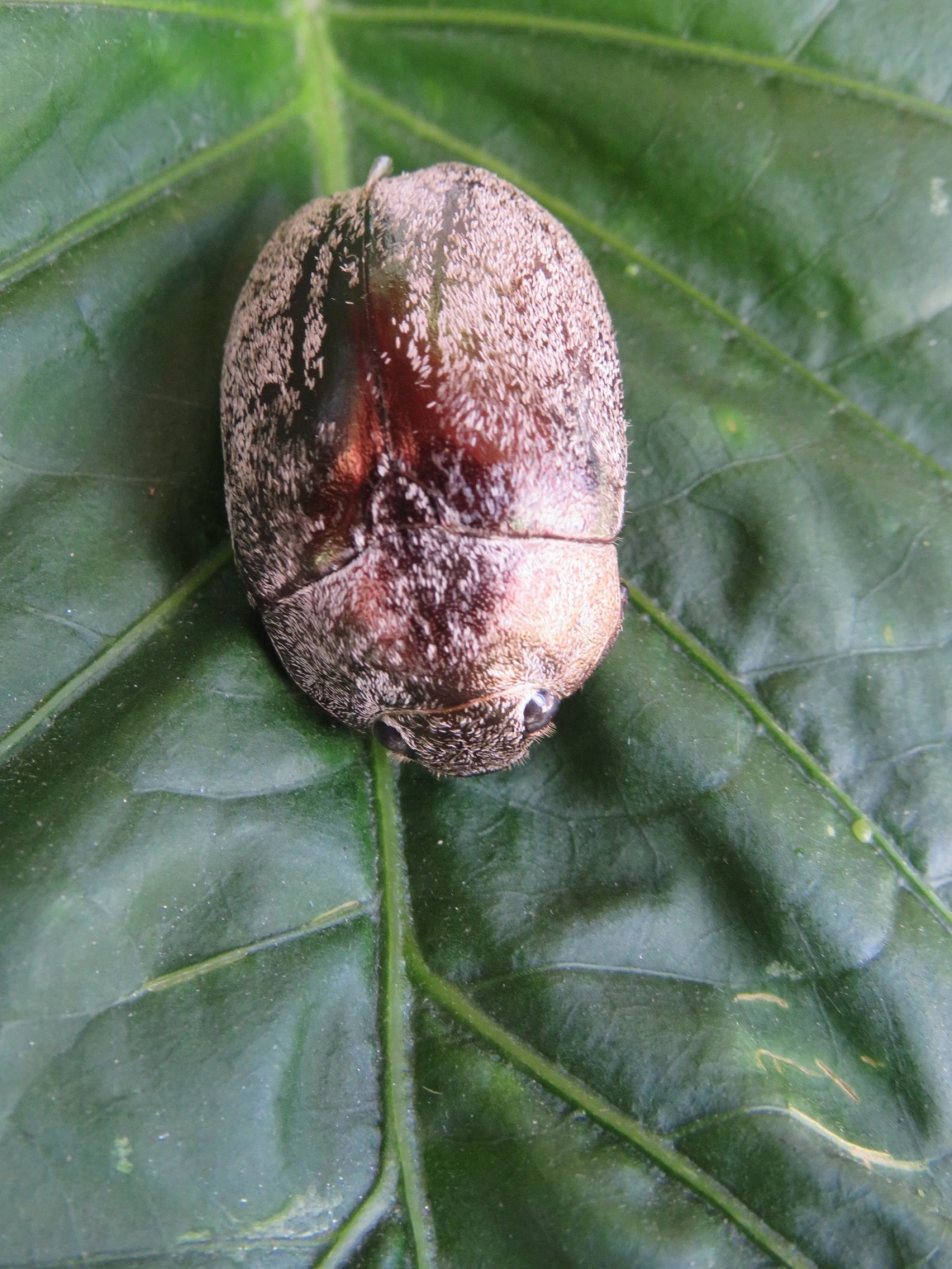Escaravelhos (Scarabaeidae), insetos, fotografado em Maresias, São Sebastião