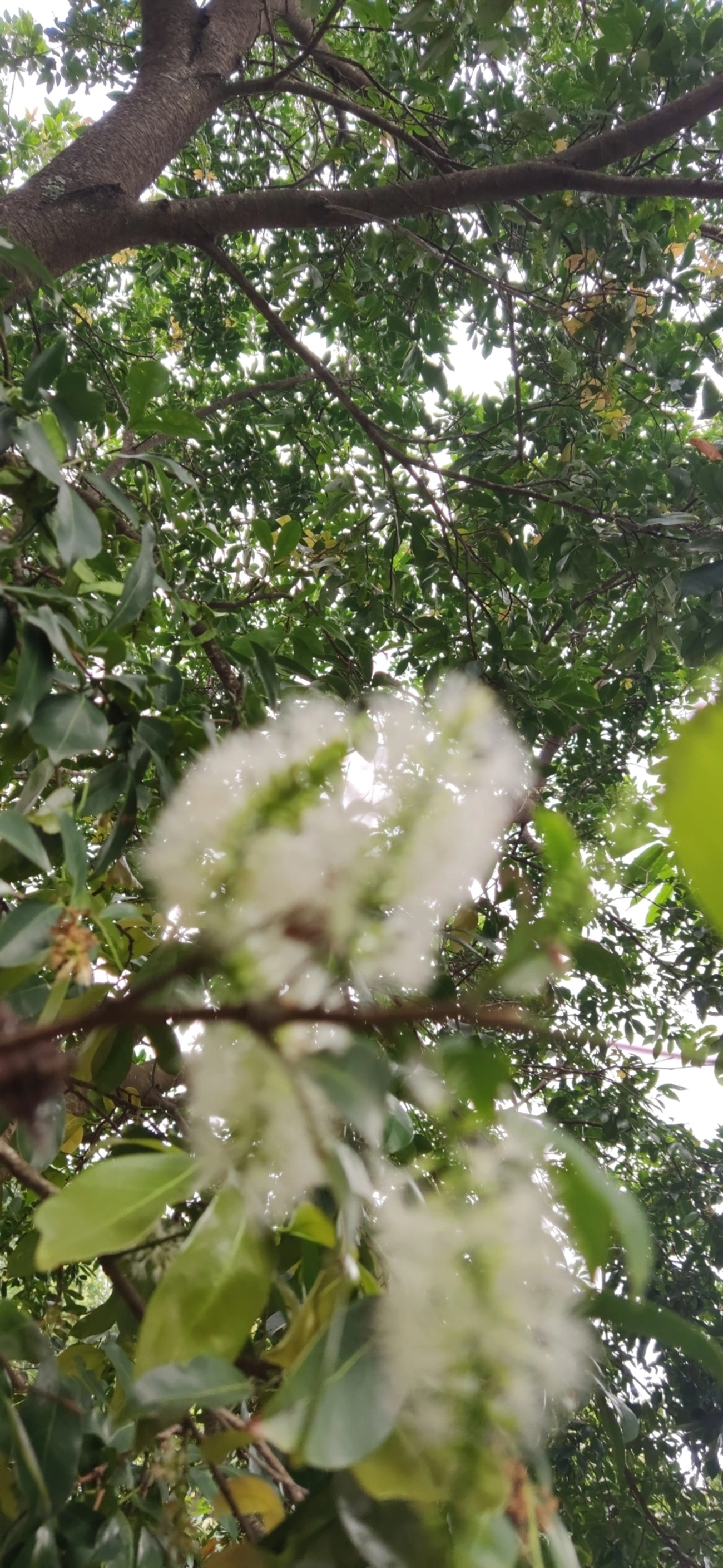 Ingá-feijão (Inga marginata), plantas, fotografado em Vila Antonina, São Paulo
