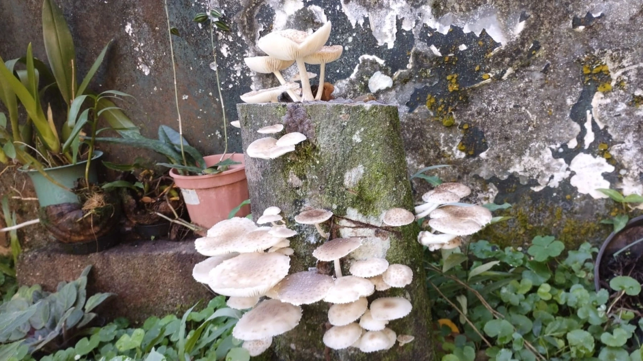 Cogumelo-de-coco (Oudemansiella cubensis), fungos, fotografado em Maresias, São Sebastião
