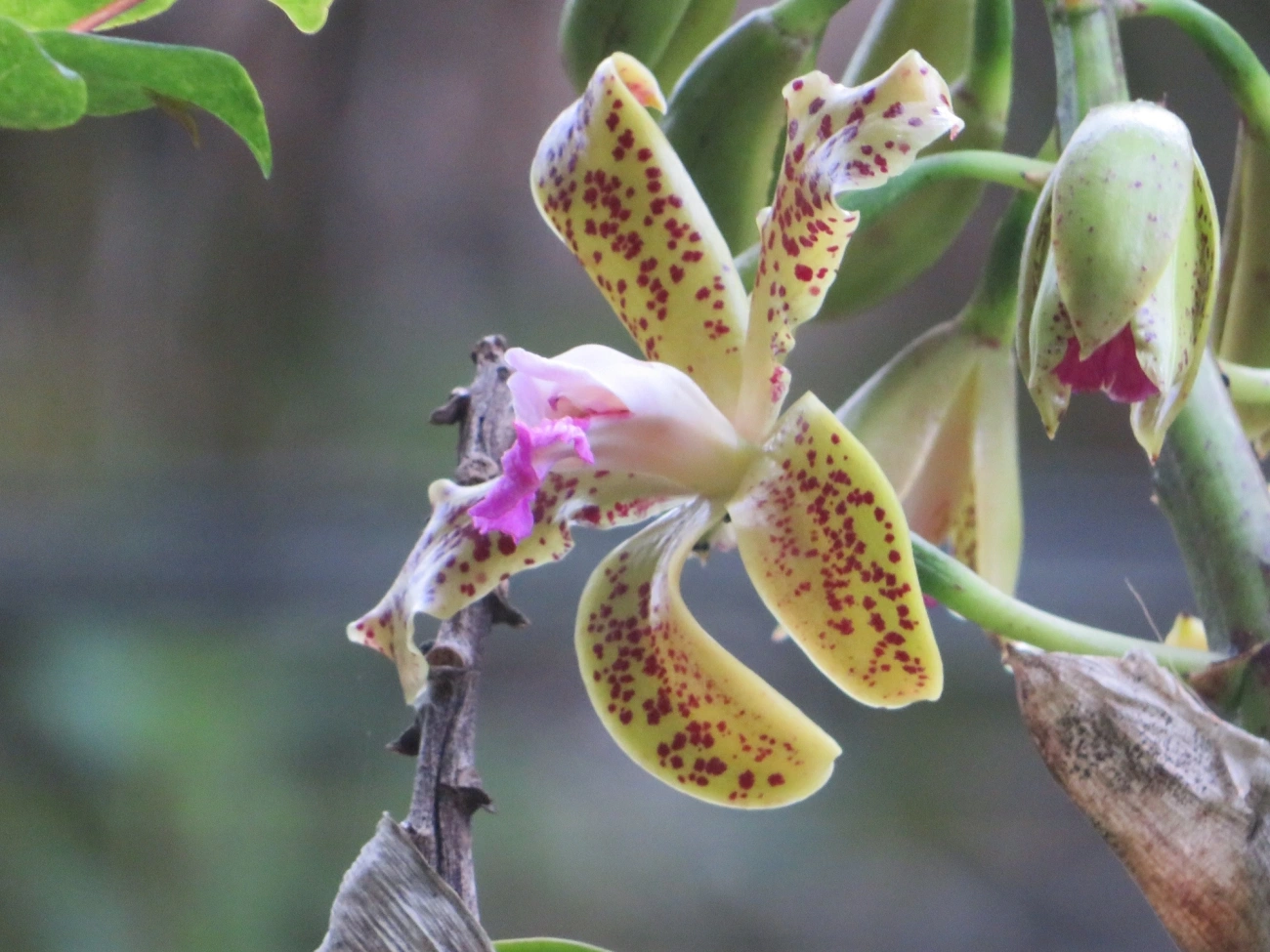 Catleia-gutata (Cattleya guttata), plantas, fotografado em São Sebastião