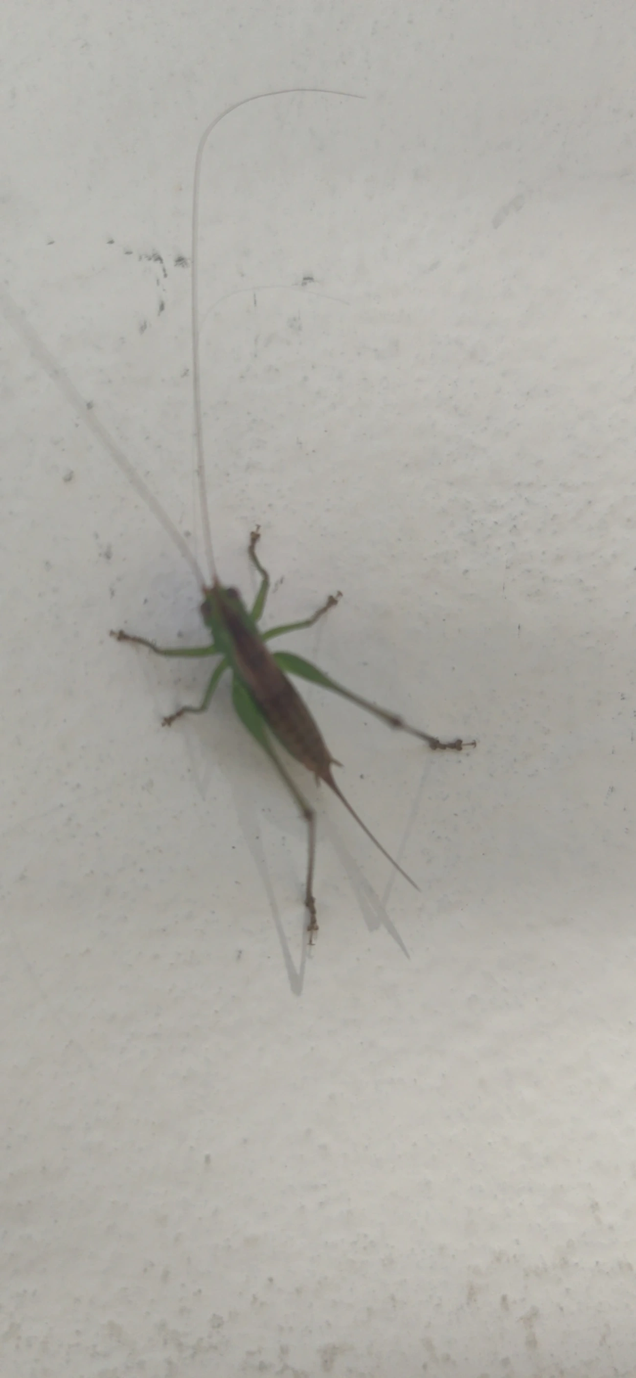 Conocephalus, insetos, fotografado em Maresias, São Sebastião