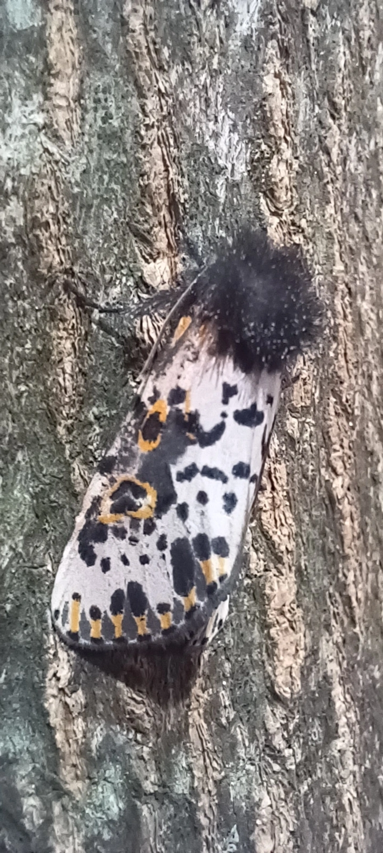 Mariposa-espanhola (Xanthopastis timais), insetos, fotografado em Maresias, São Sebastião