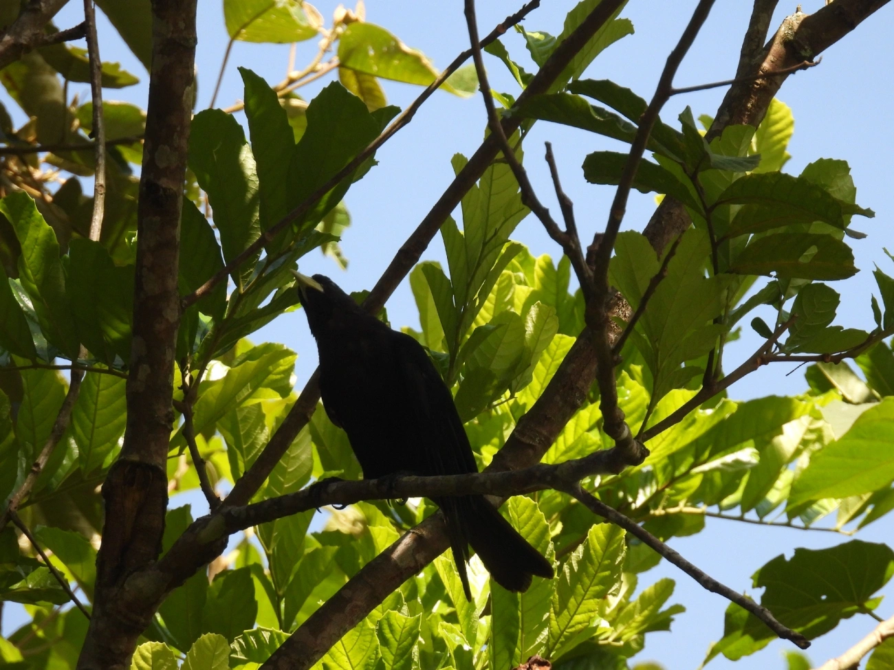 Guaxe (Cacicus haemorrhous), aves, fotografado em Queluz