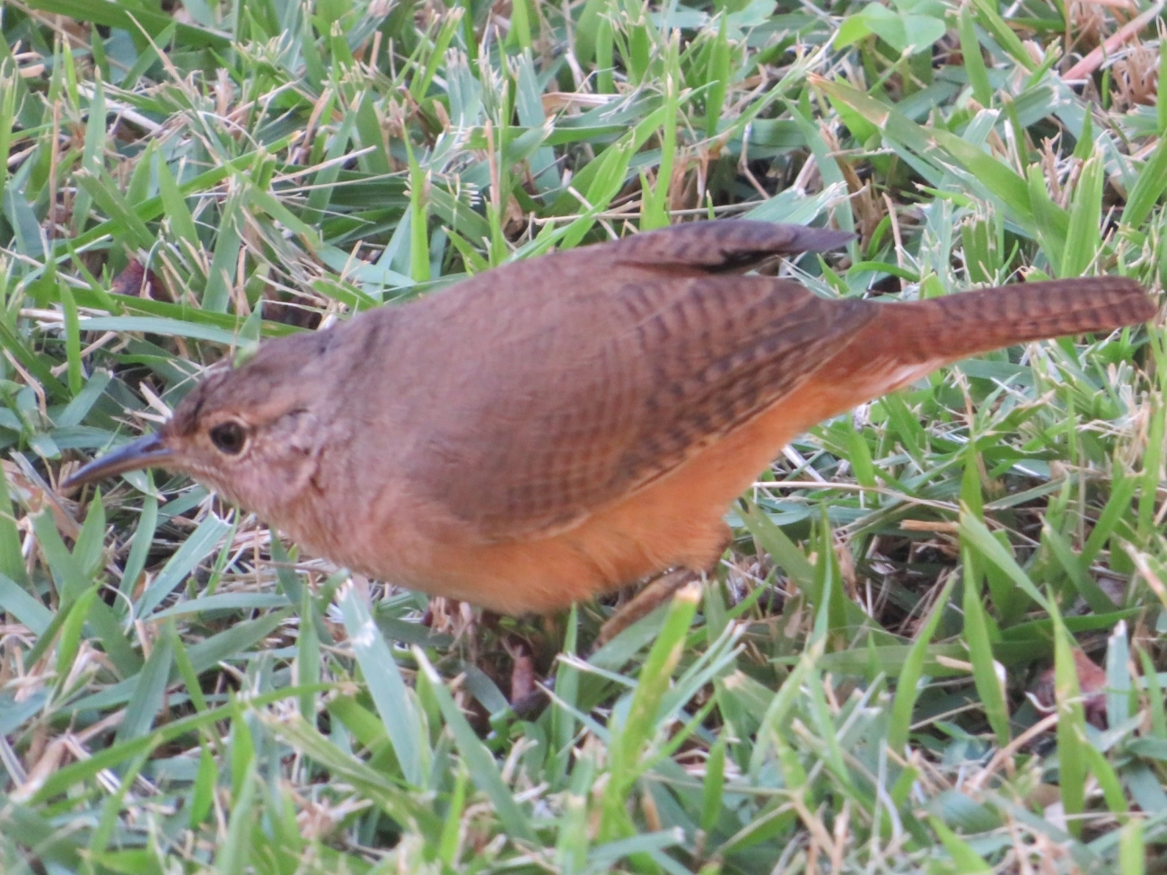 Corruíra (Troglodytes musculus), aves, fotografado em Indaiá, Caraguatatuba