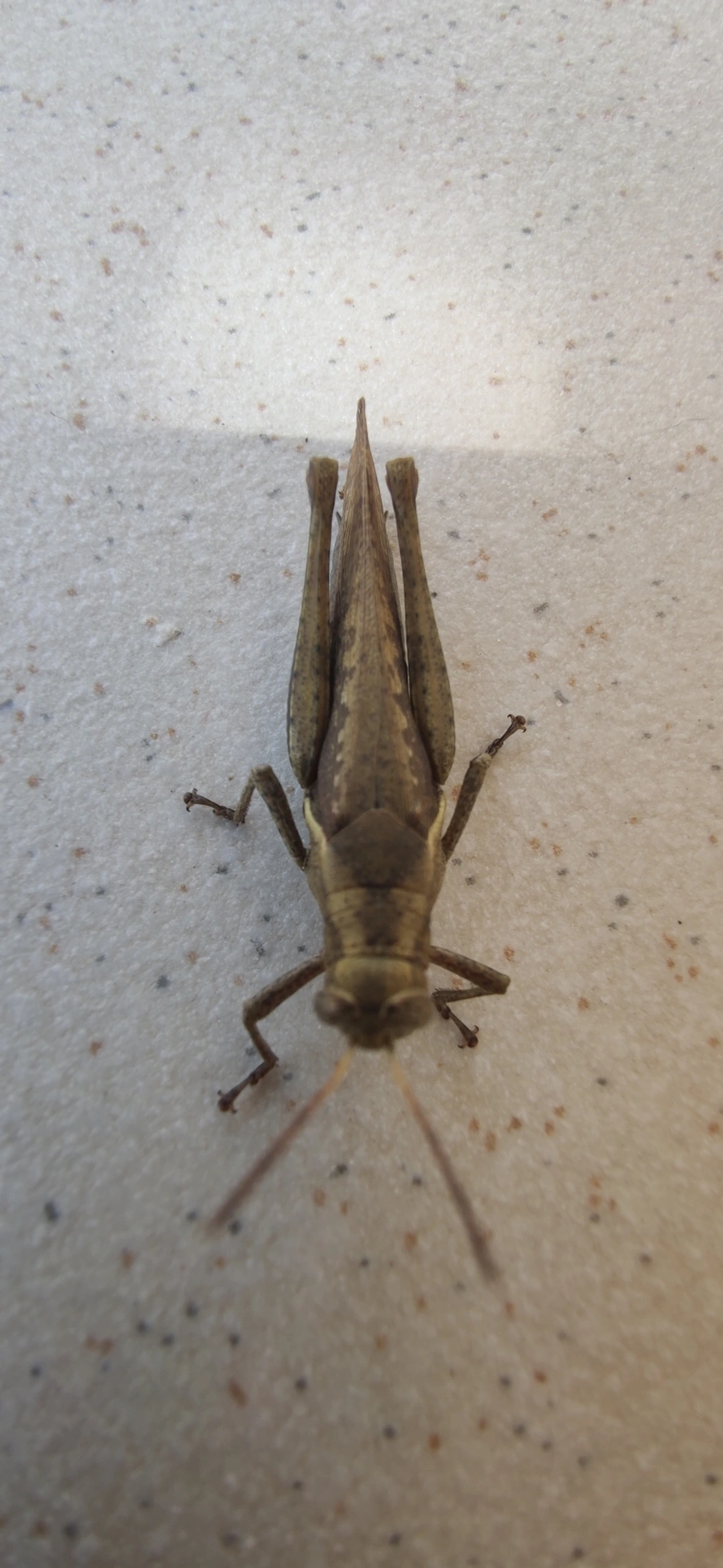 Abracris flavolineata, insetos, fotografado em Maresias, São Sebastião