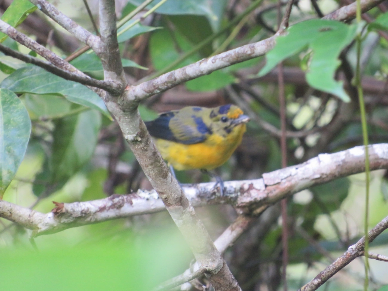 Gaturamo-verdadeiro (Euphonia violacea), aves, fotografado em Maresias, São Sebastião