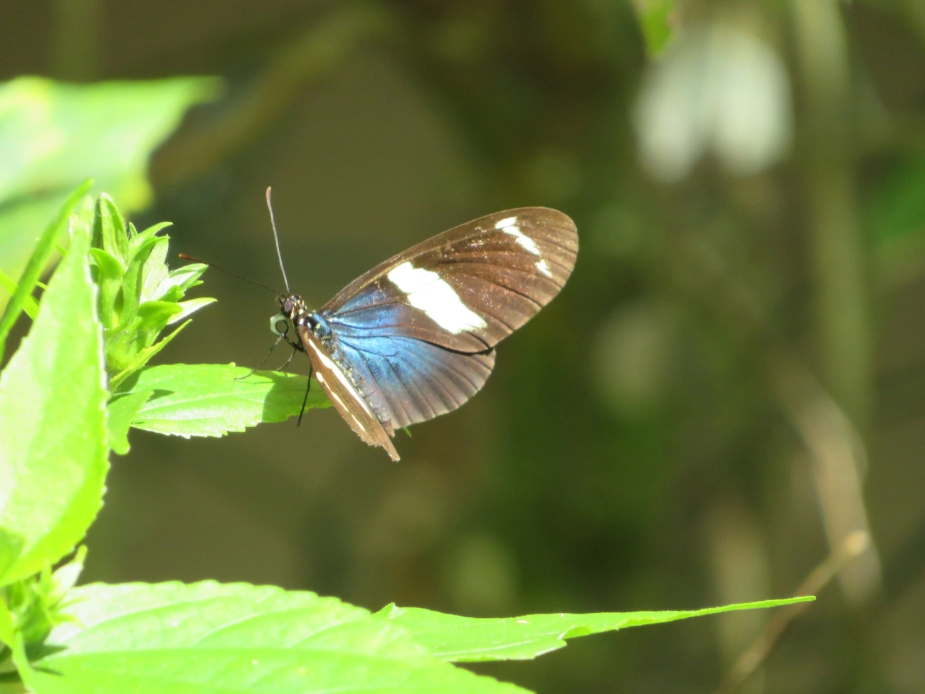 Borboleta-sara (Heliconius sara), insetos, fotografado em Maresias, São Sebastião