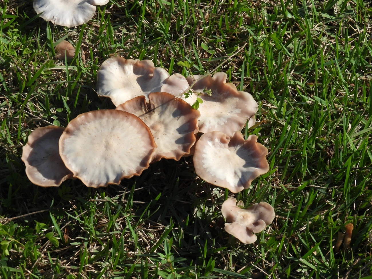 Blewit sórdido (Collybia sordida), fungos, fotografado em Maresias, São Sebastião