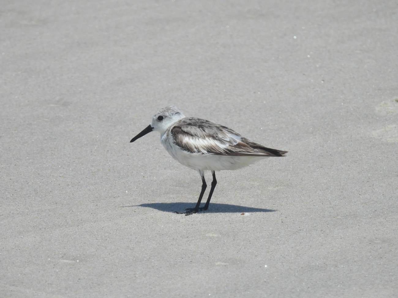 Maçarico-branco (Calidris alba), aves, fotografado em Maresias, São Sebastião