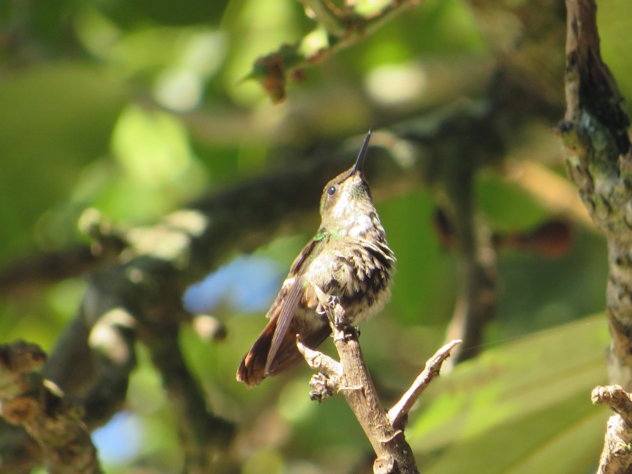 Topetinho-verde (Lophornis chalybeus), aves, fotografado em Maresias, São Sebastião