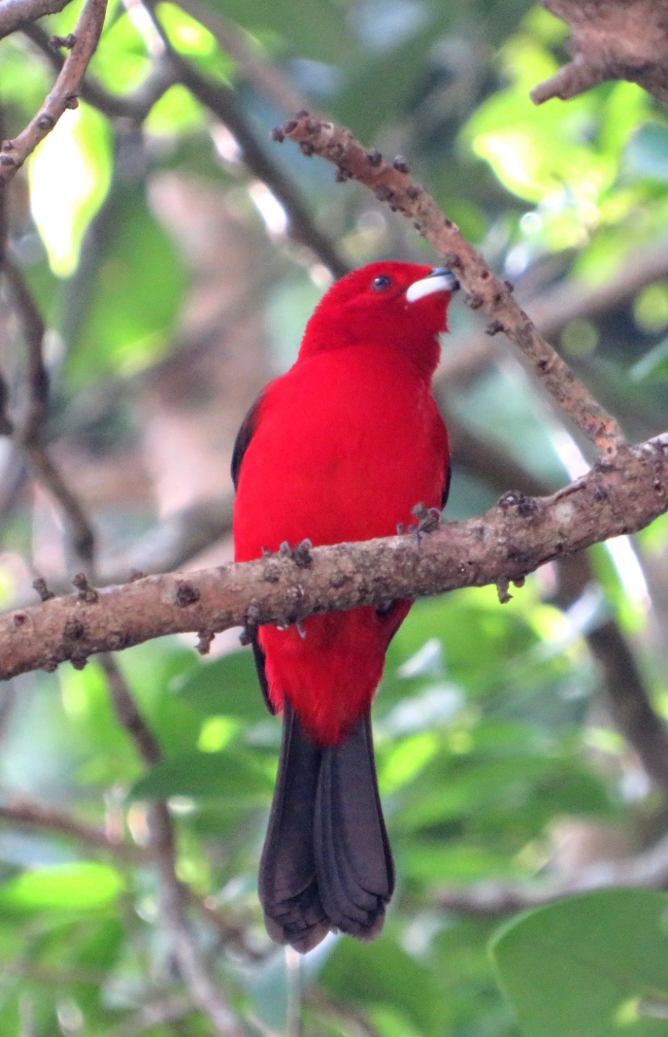Tiê-sangue (Ramphocelus bresilius), aves, fotografado em Maresias, São Sebastião
