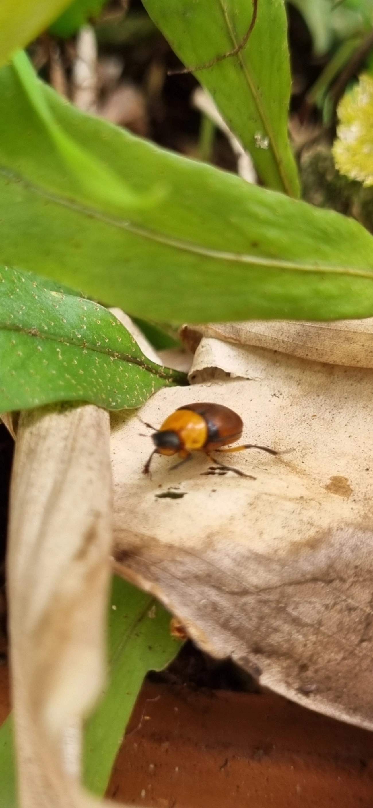 Canthon, insetos, fotografado em Maresias, São Sebastião