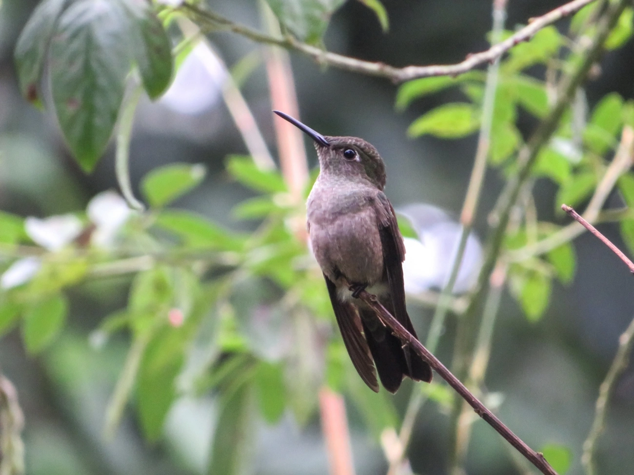 Beija-flor-cinza (Eupetomena cirrochloris), aves, fotografado em Maresias, São Sebastião