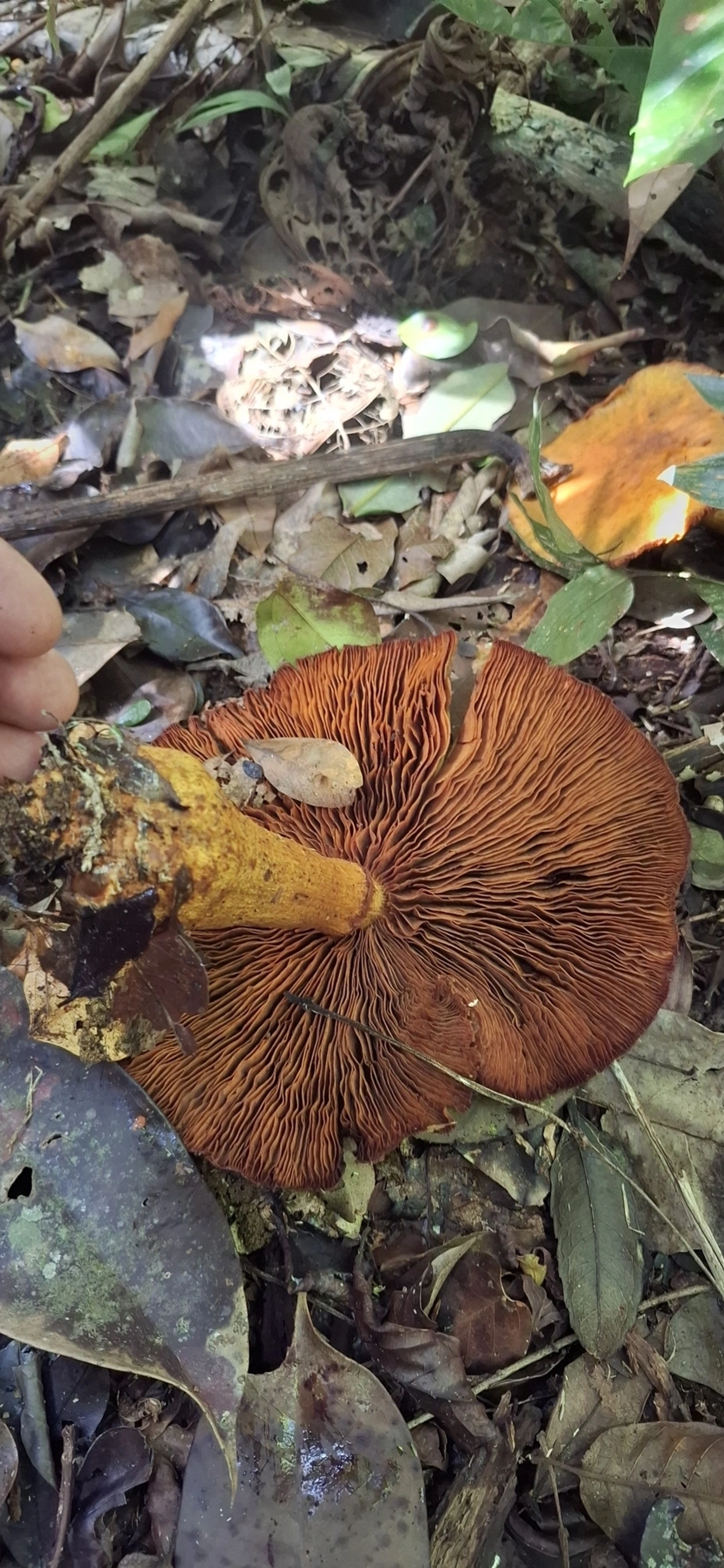 Cogumelos Lamelados (Agaricales), fungos, fotografado em Enxovas, Ilhabela