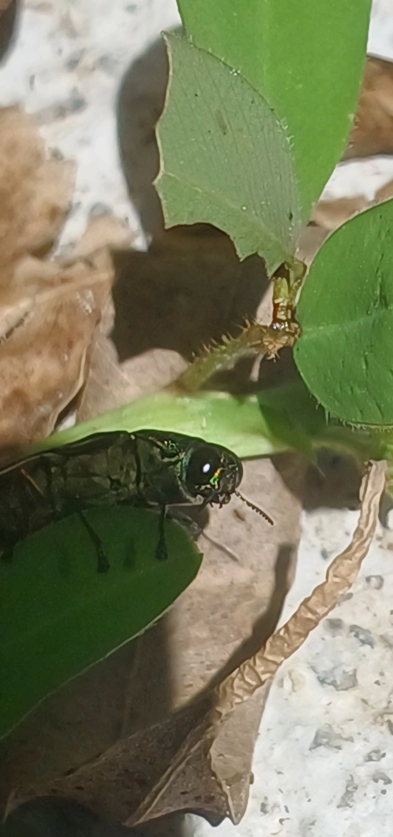 Besouro-joia (Chrysesthes gymnopleura), insetos, fotografado em Guarulhos