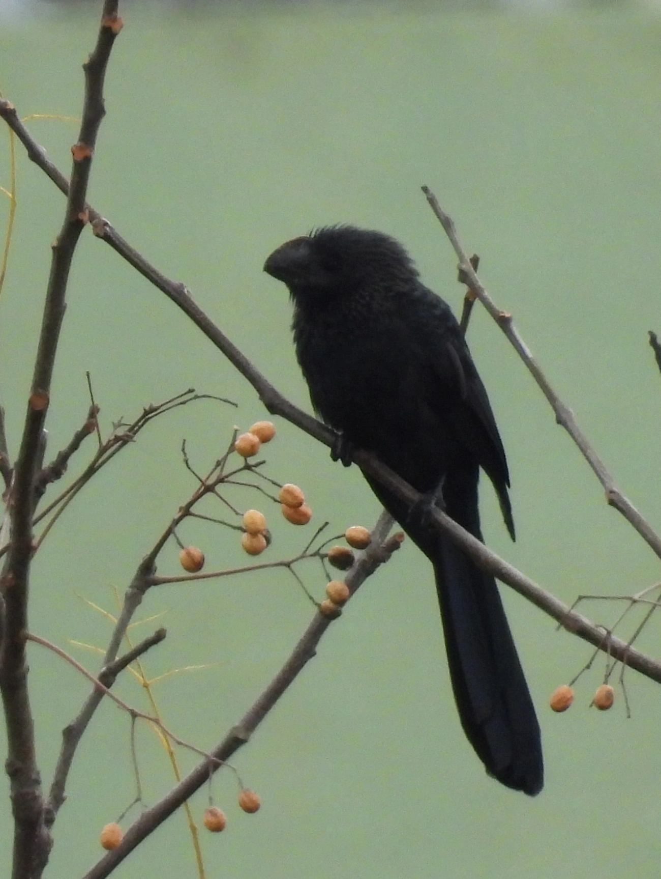 Anu-preto (Crotophaga ani), aves, fotografado em Rua Coronel João Leme, Bragança Paulista
