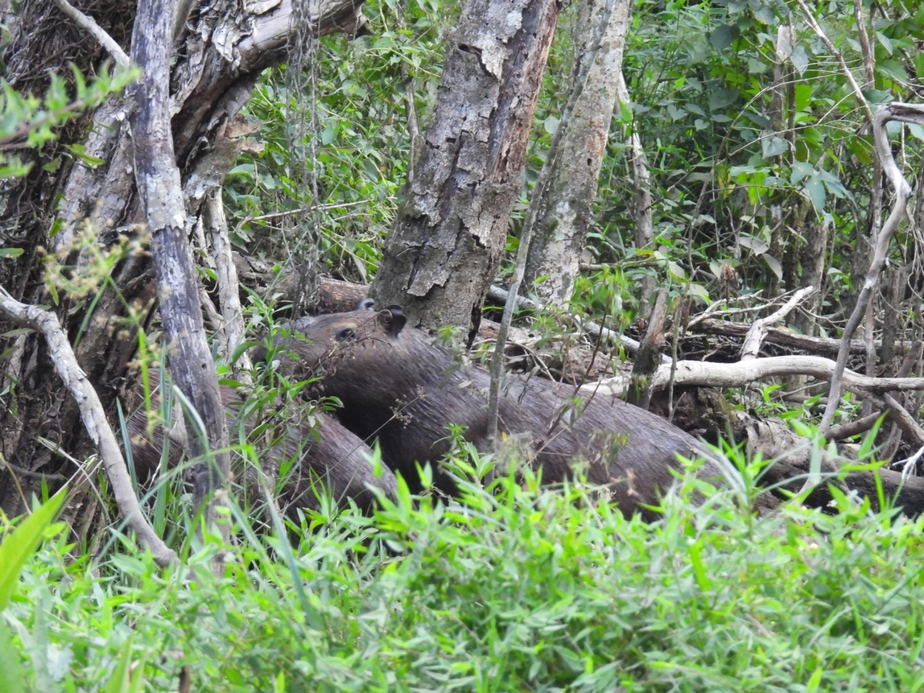 Capivara (Hydrochoerus hydrochaeris), mamíferos, fotografado em Cabreúva