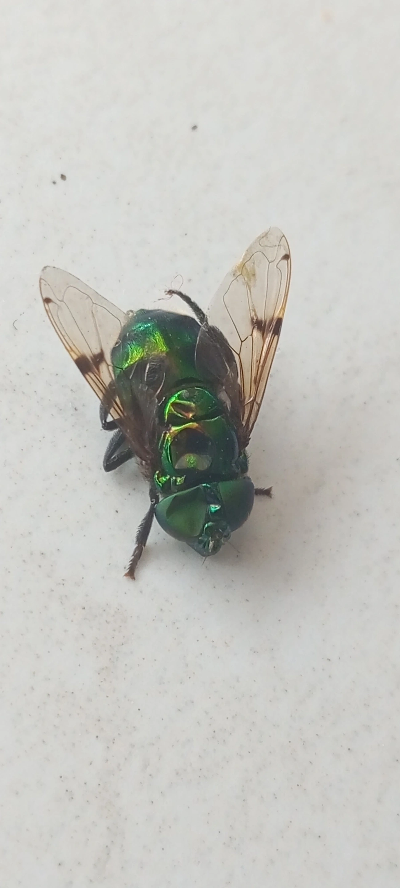 Mosca-jóia-verde (Ornidia obesa), insetos, fotografado em Maresias, São Sebastião