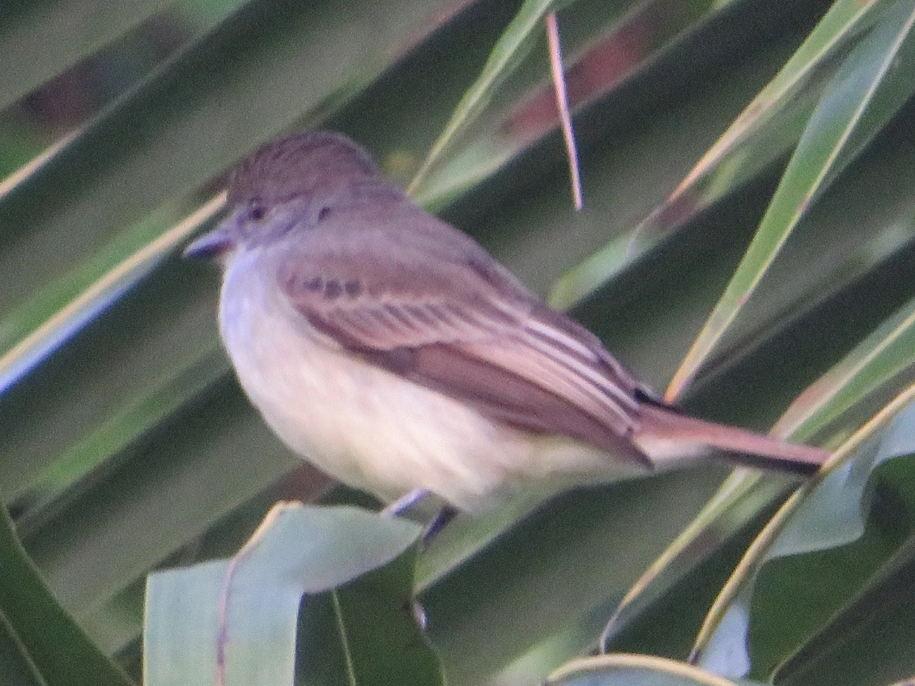 Irré (Myiarchus swainsoni), aves, fotografado em Maresias, São Sebastião