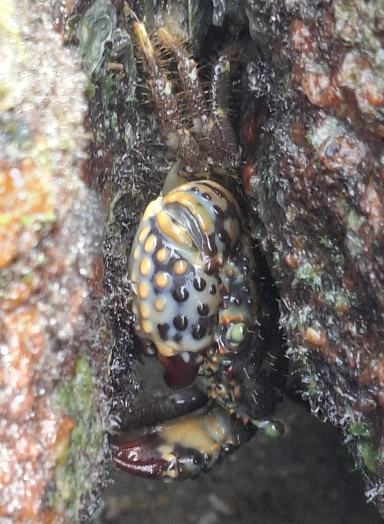 Bala-pedra (Eriphia gonagra), crustáceos, fotografado em São Sebastião