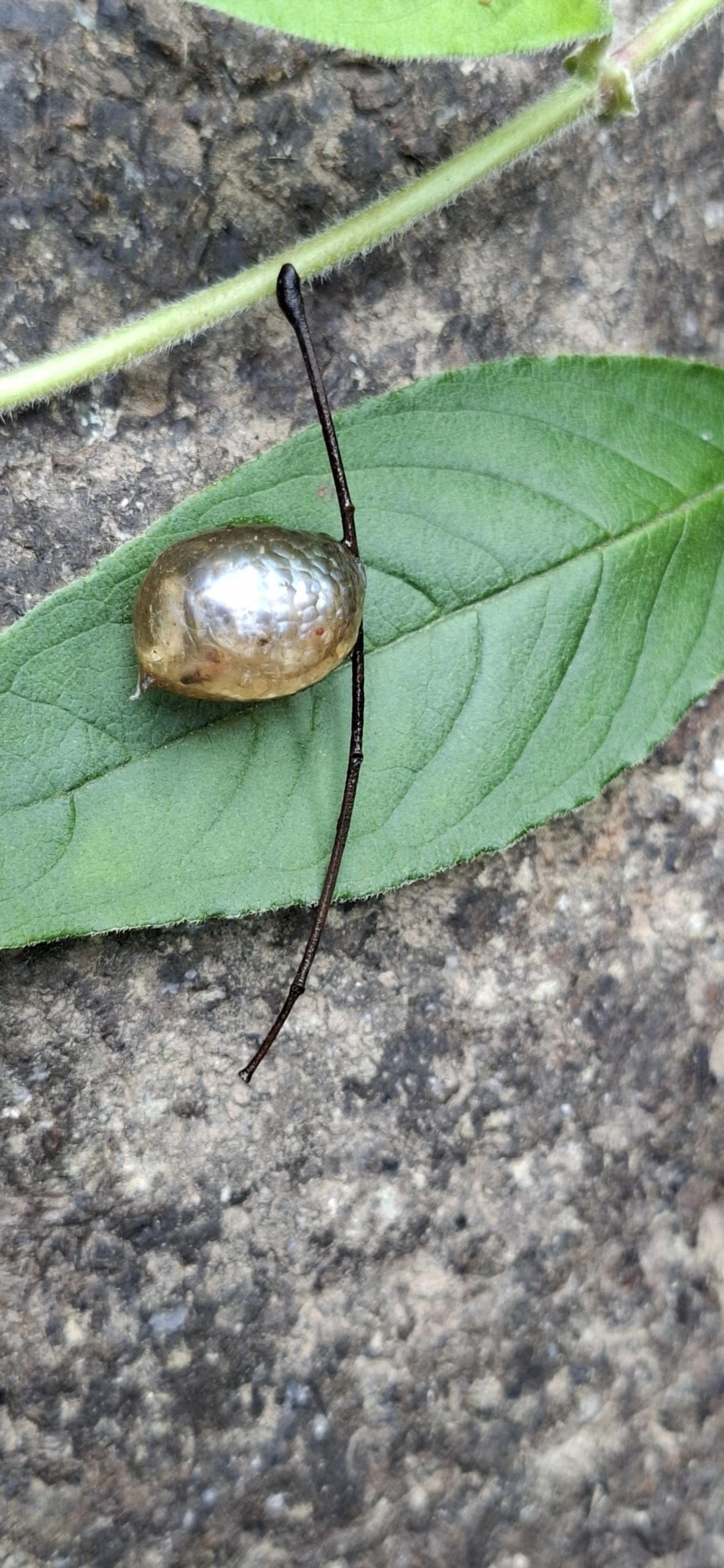 Simpulopsis, moluscos, fotografado em Itamonte