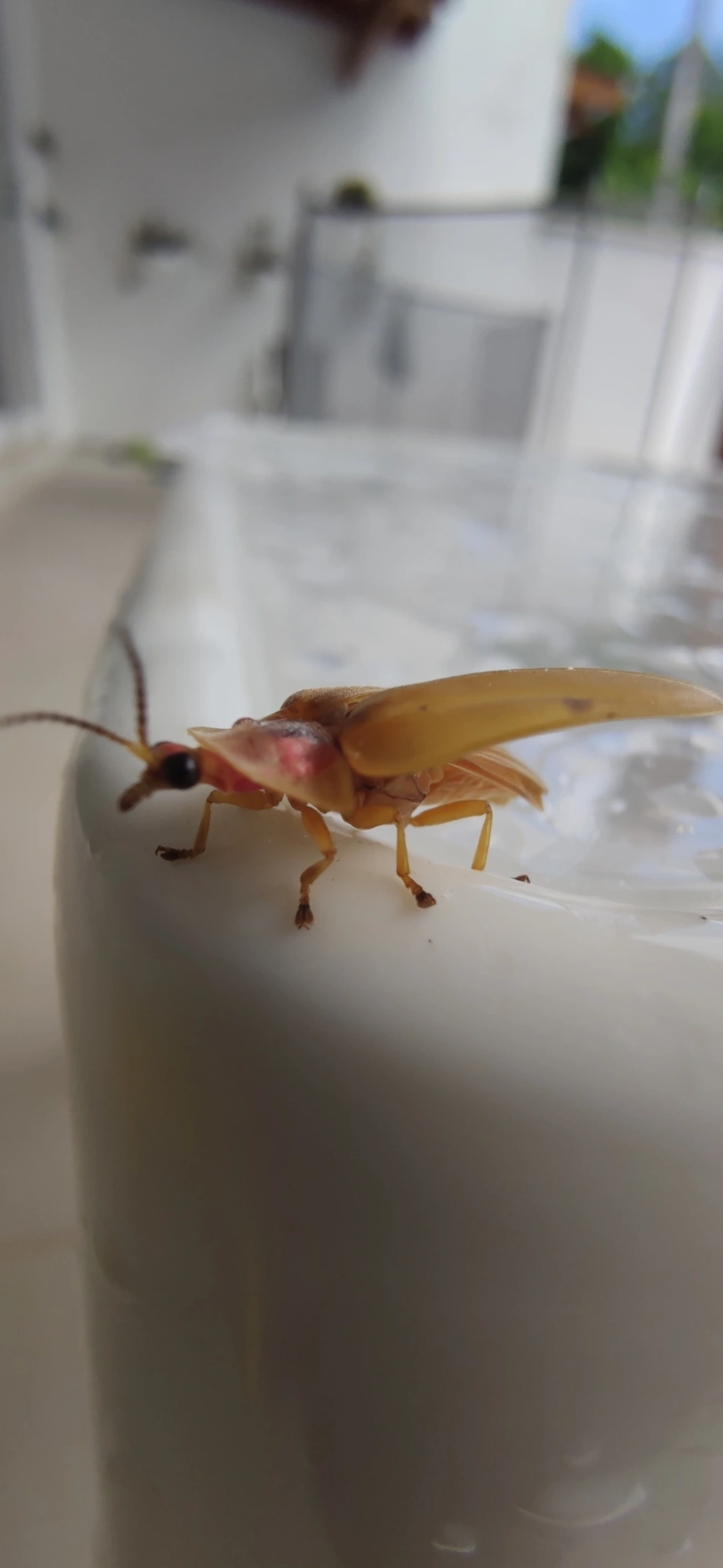 Aspisoma, insetos, fotografado em Maresias, São Sebastião