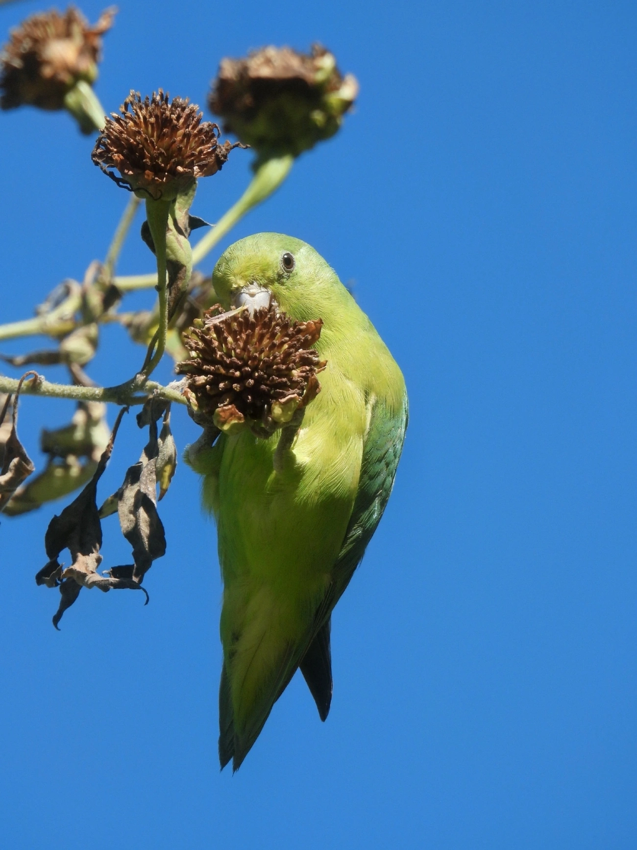Tuim (Forpus xanthopterygius), aves, fotografado em Serrinha do Alambari