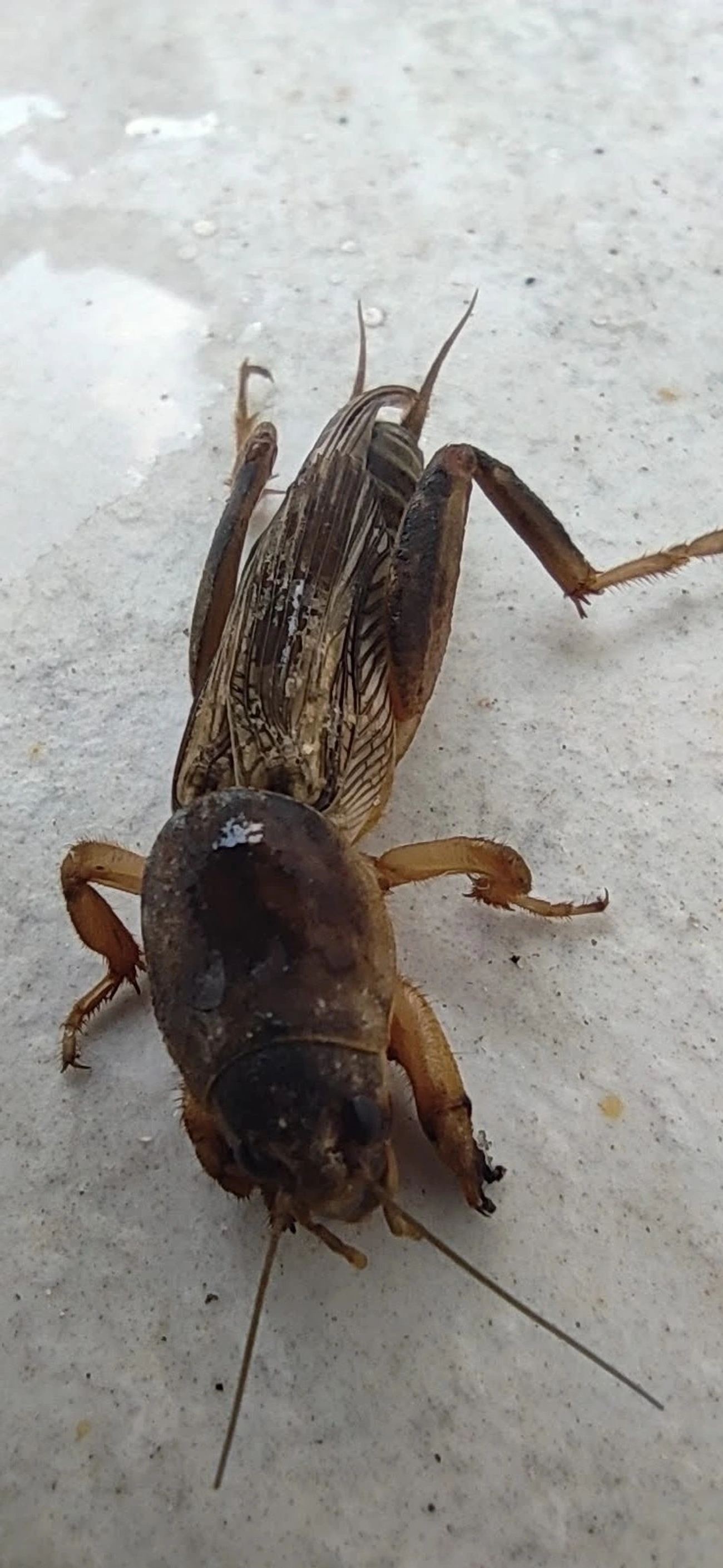 Paquinhas (Gryllotalpidae), insetos, fotografado em Maresias, São Sebastião